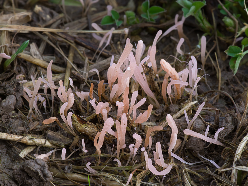 Typhula incarnata